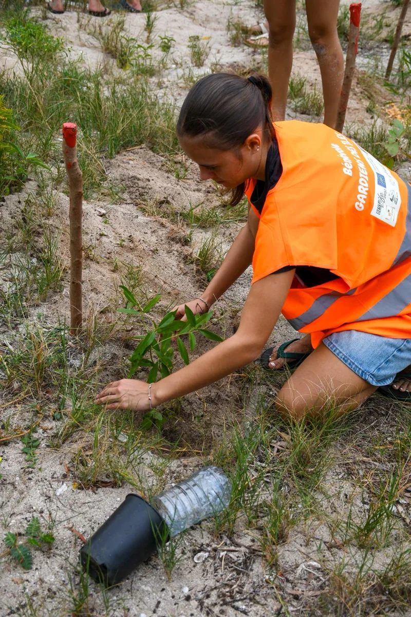 Plantation d’un jeune arbre