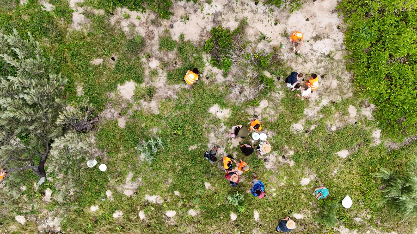 Des bénévoles participent à une plantation, vus du ciel